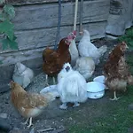 Farmház Bauernhof Bachrain Taxenbach