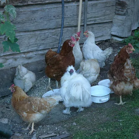 팜스테이 Bauernhof Bachrain 탁센바흐